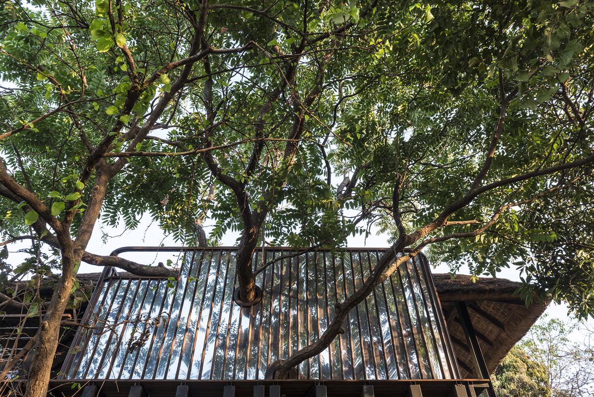 A 50-year-old garuda tree takes centrestage at Tala Treesort.