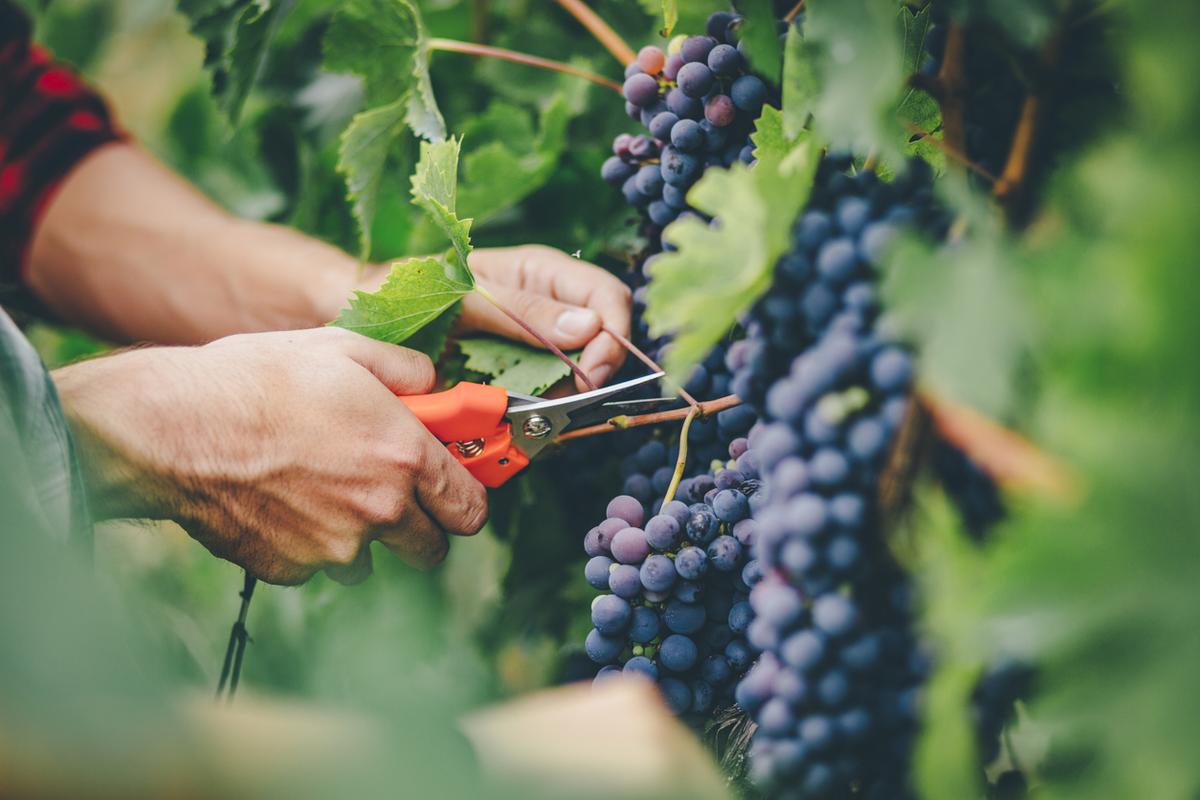 Grapes being harvested in a vineyard