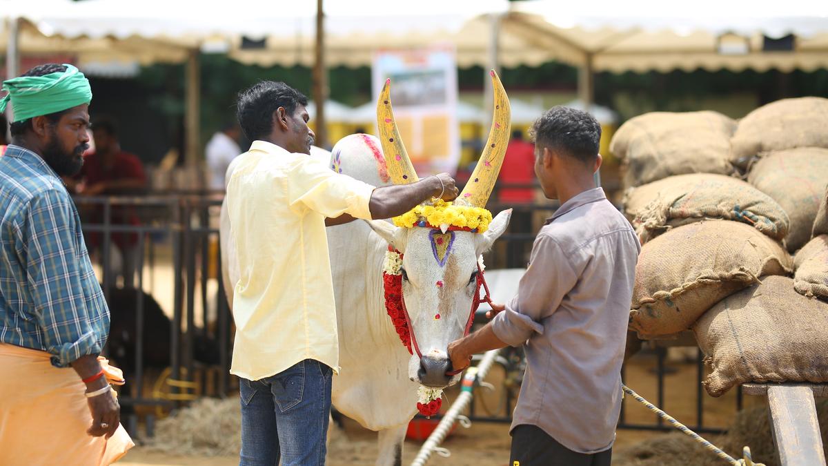 In Chennai, participate in Sempozhil, a village festival showcasing Jallikattu bulls, rural troupes, and organic food