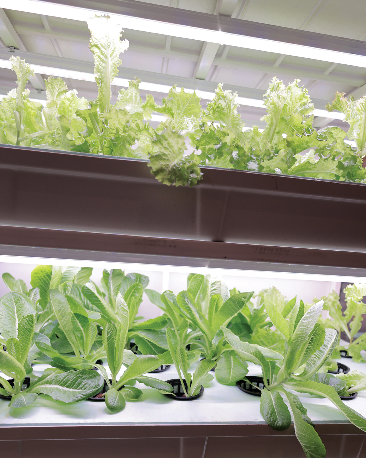 UNICO’s hydroponics set-up UNICO’s hydroponics set-up