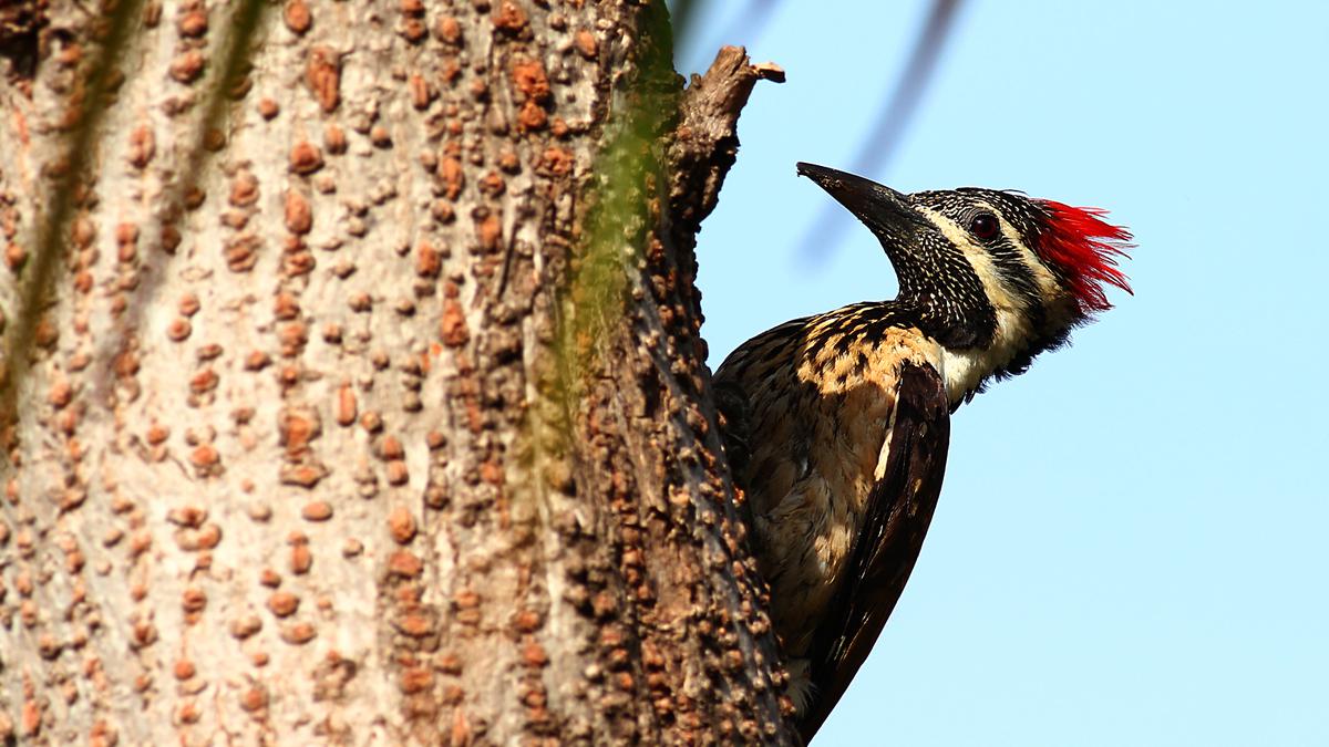 Chennai welcomes migratory birds. Here is a guide to begin bird watching