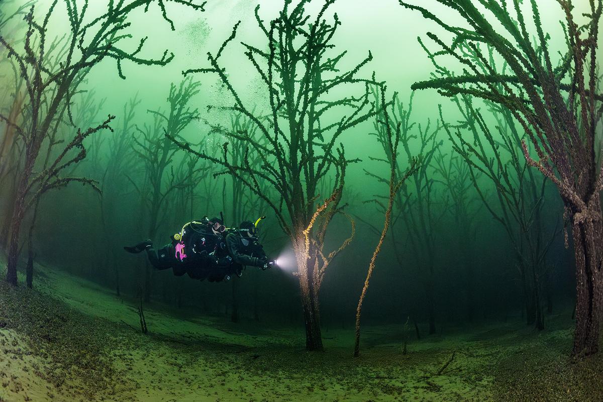Two scuba divers dive through an underwater forest