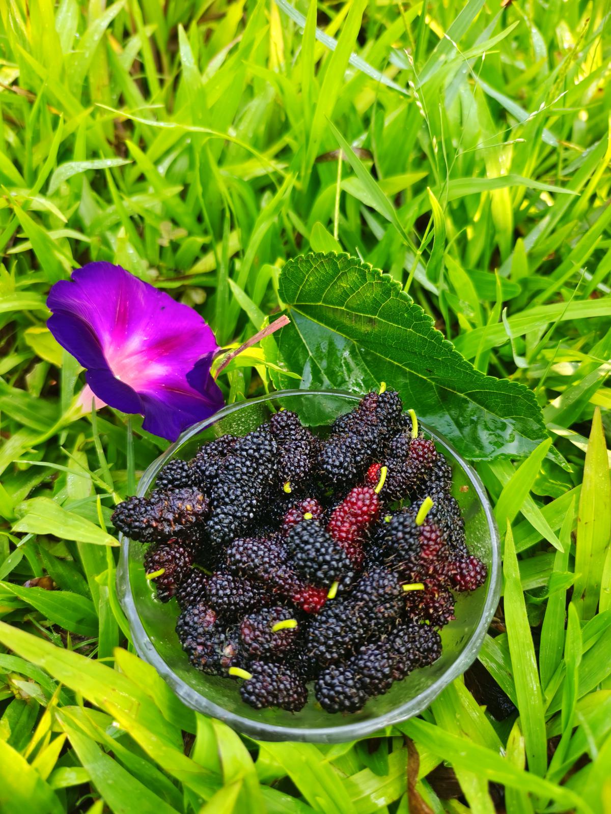 Mulberries at Savera Naturals 