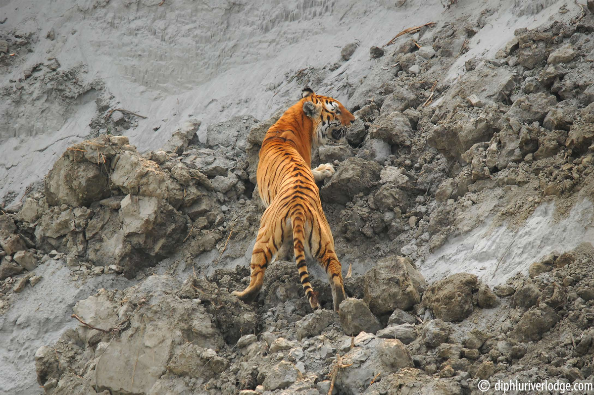 Tiger spotting at Kaziranga