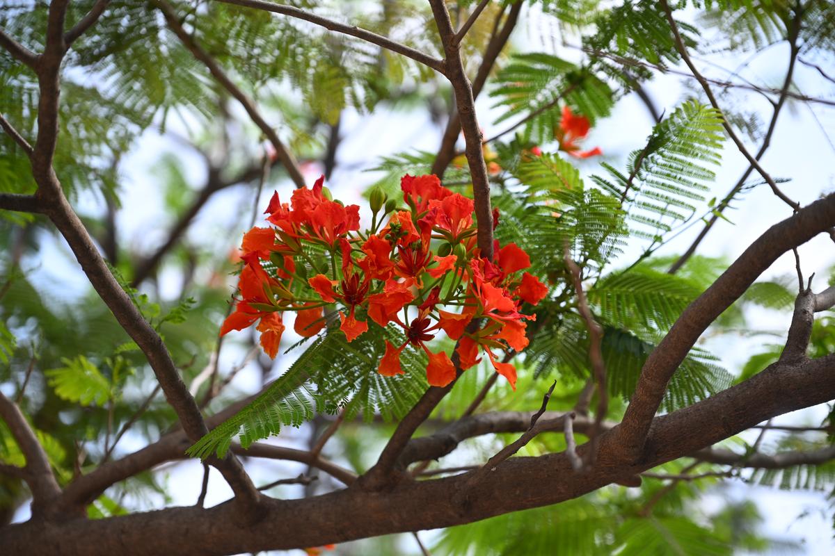 The gulmohar flower