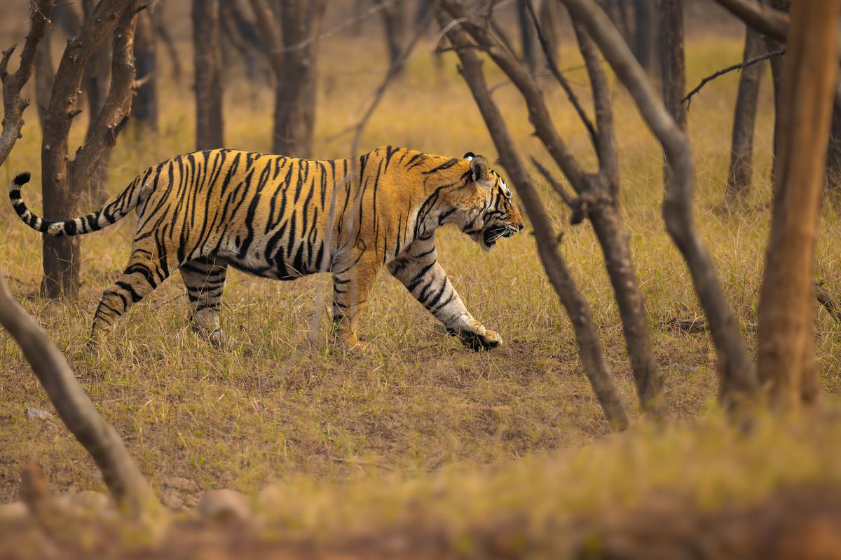 A tiger at Ranthambore National Park
