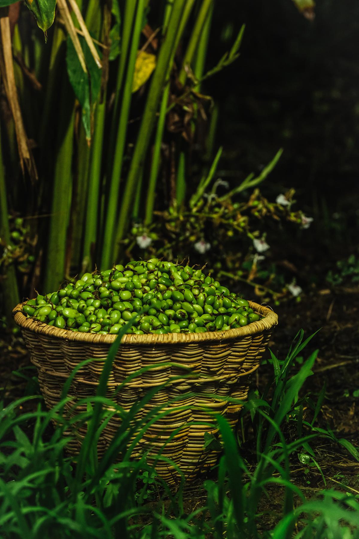 Cardamom at the Kalarickal Heritage Plantation