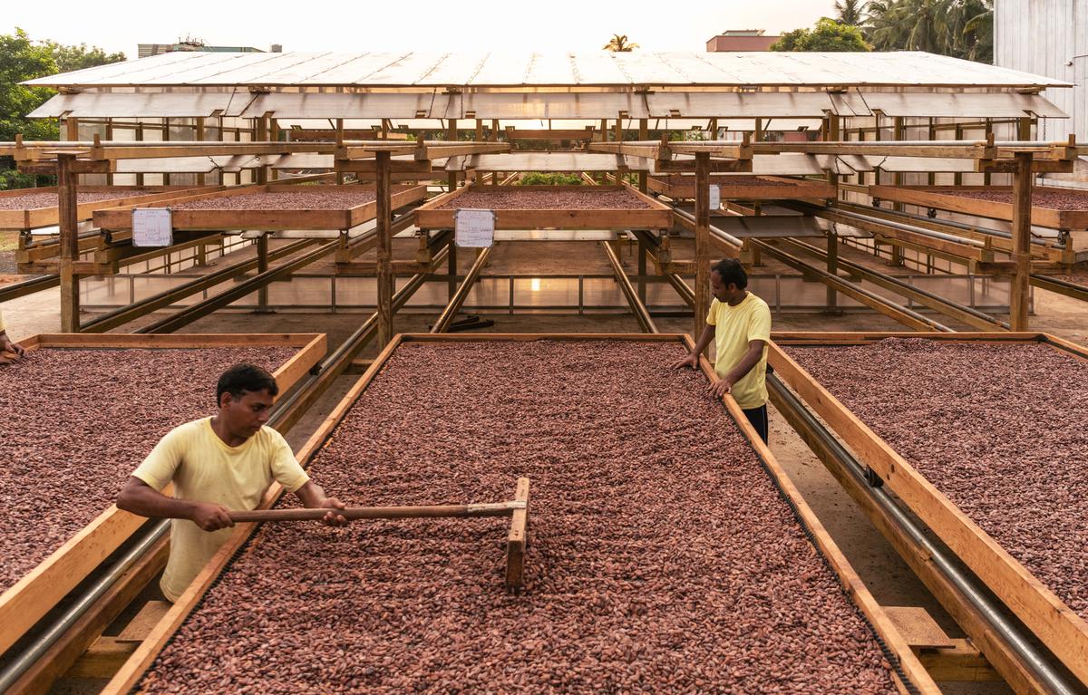 Workers at the cacao fermentery in West Godavari District, AP