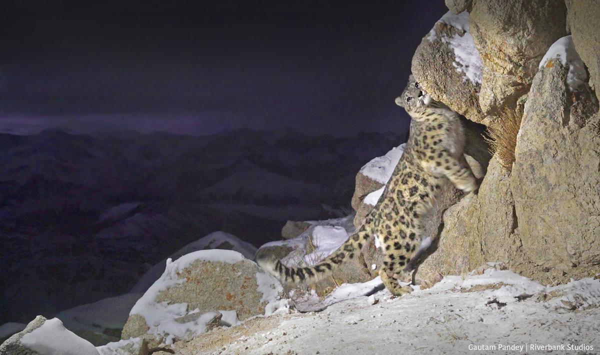  A still from An Ode to the Snow Leopard