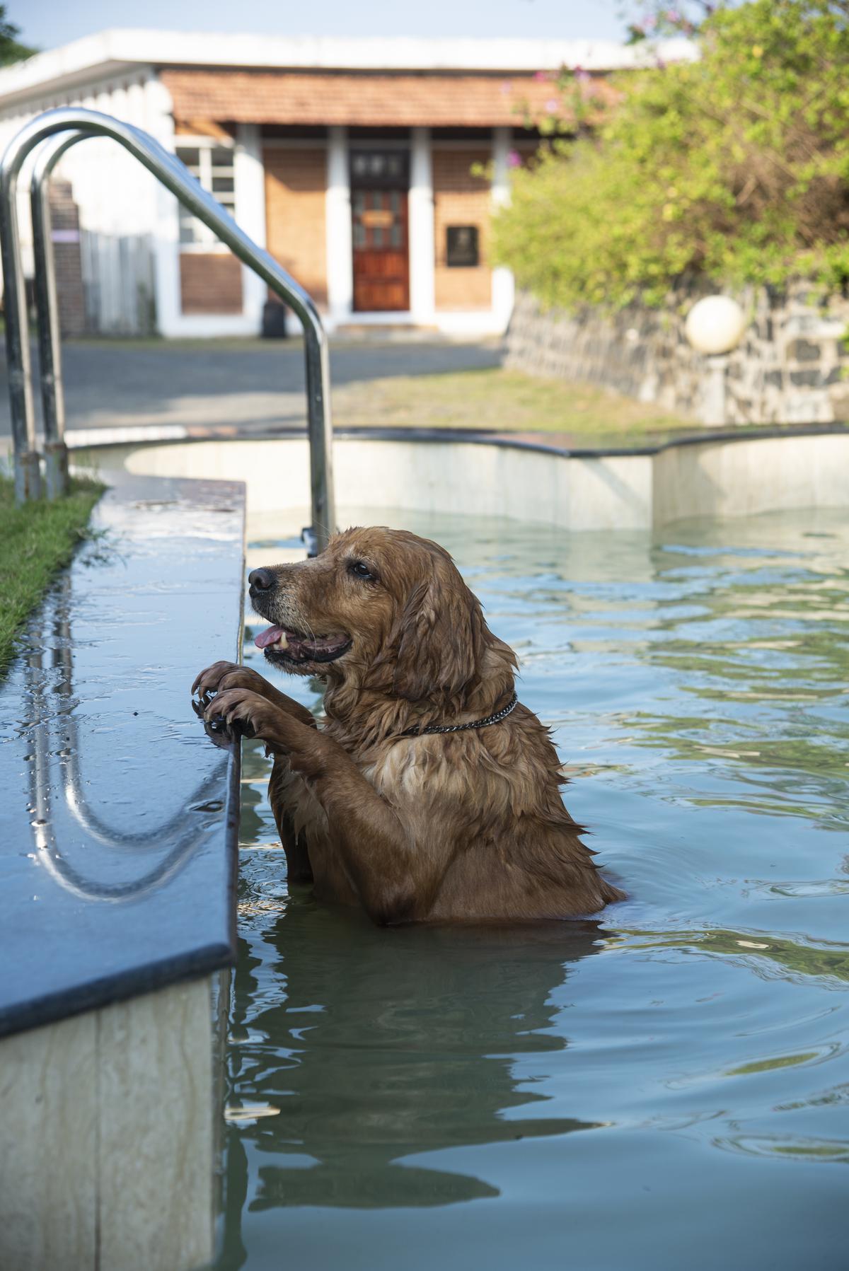 A dog at K Resort’s swimming pool.