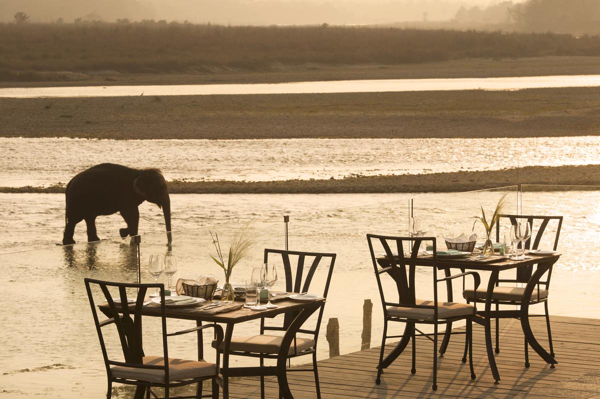 An elephant at a Taj Safaris property