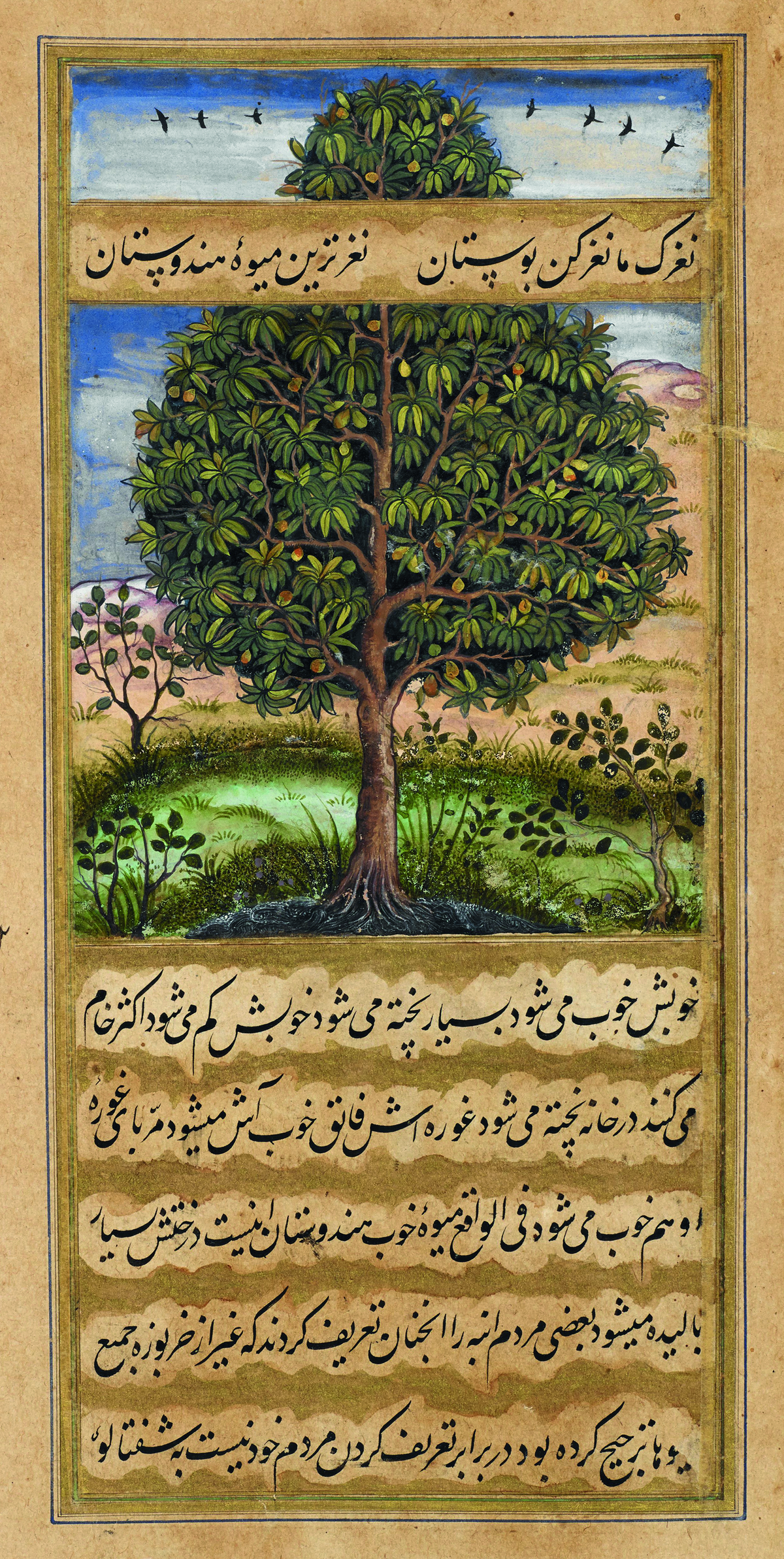 A miniature painting from the Baburnama depicting a mango tree