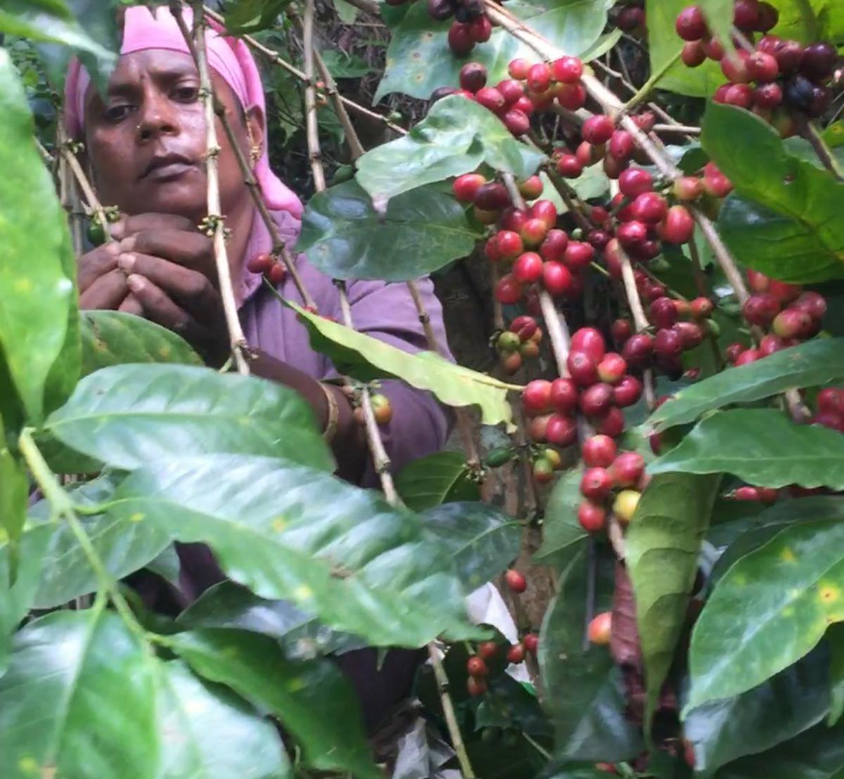 A worker hand-picking coffee at The Natural Farmer