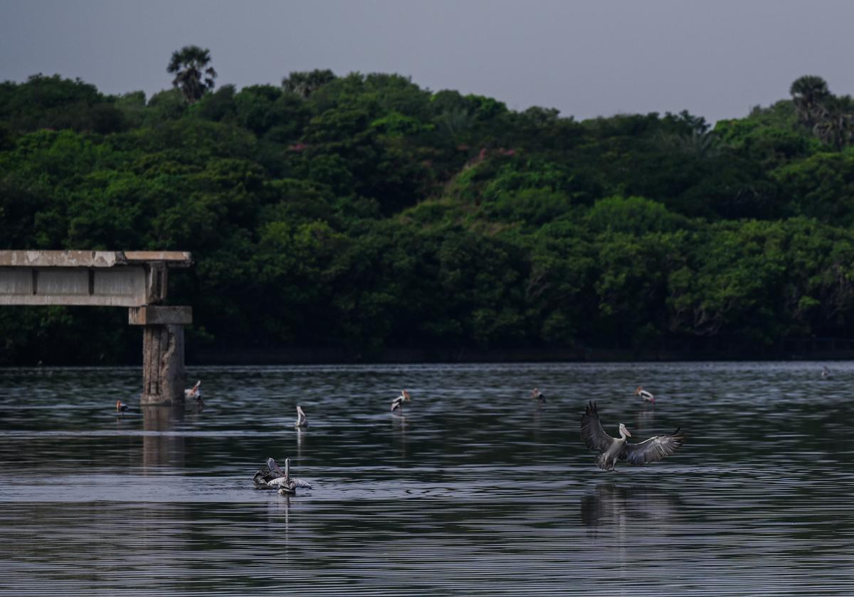 Birds including pelicans and egrets at the Broken Bridge.