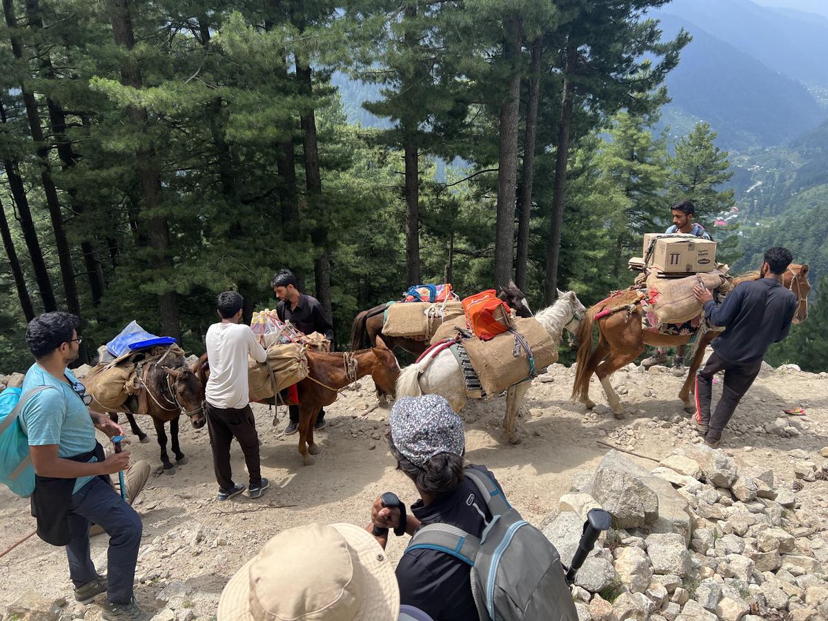 Mules and horses carrying luggage on treks