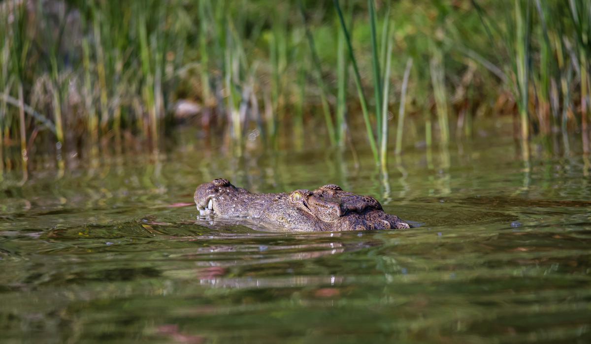 A crocodile spotted during the Chambal wildlife safari