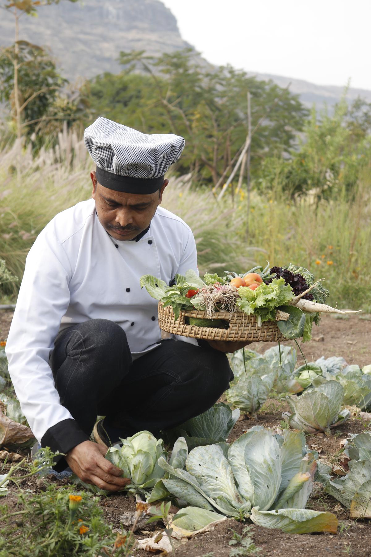 Guests can partake in farming activities like harvesting fruits and vegetables