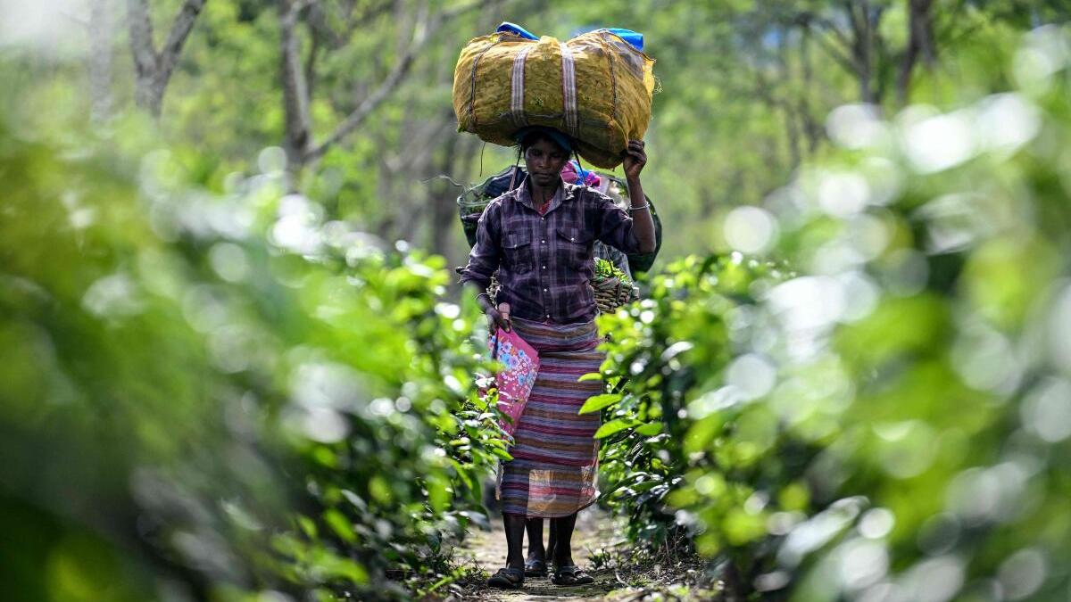 All work, no pay
Premium