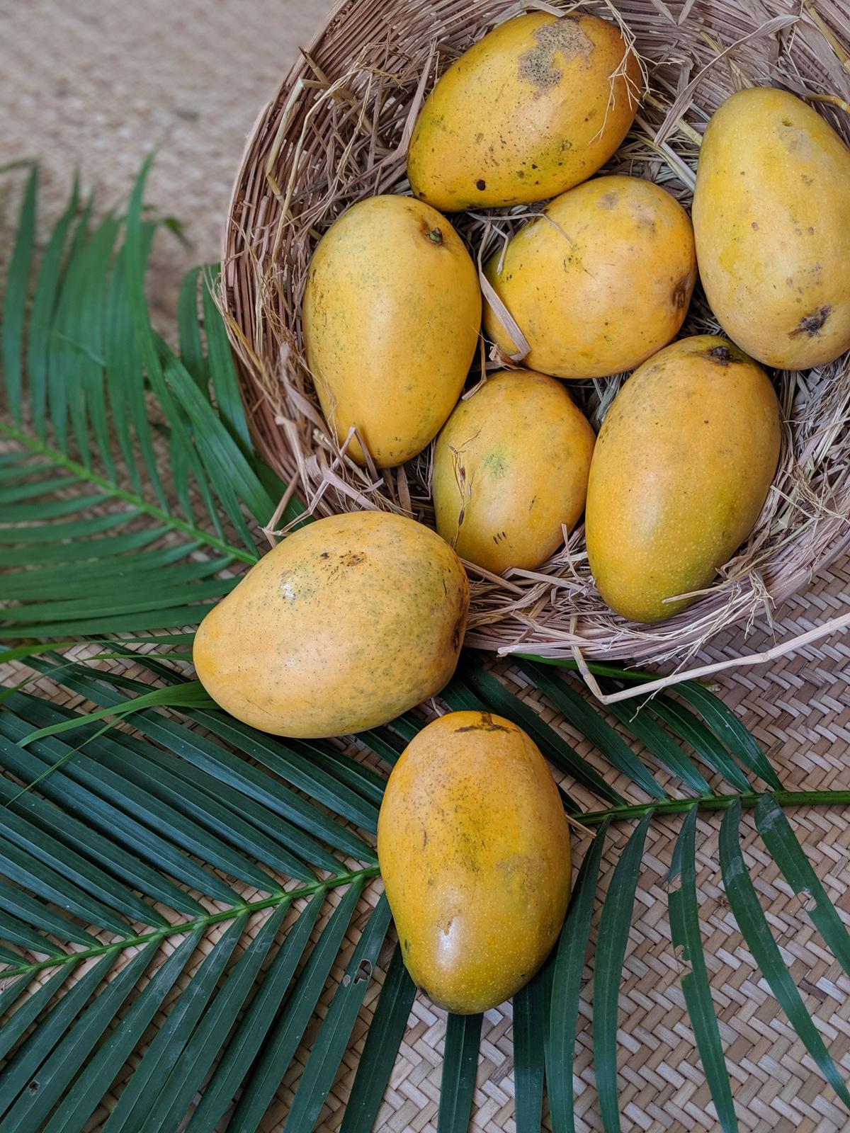 Fresh mangoes at the festival