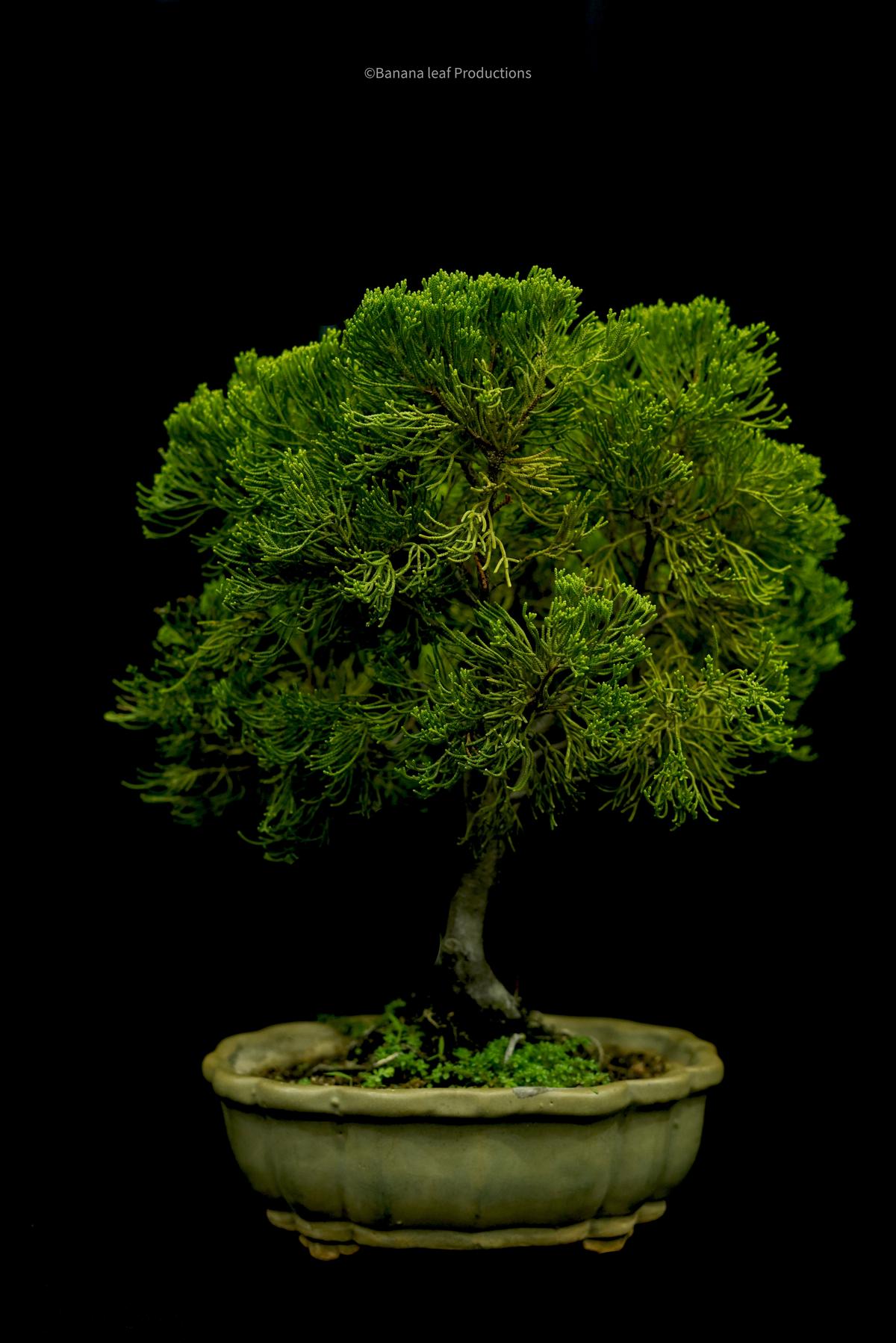 Bonsai from T George’s collection
