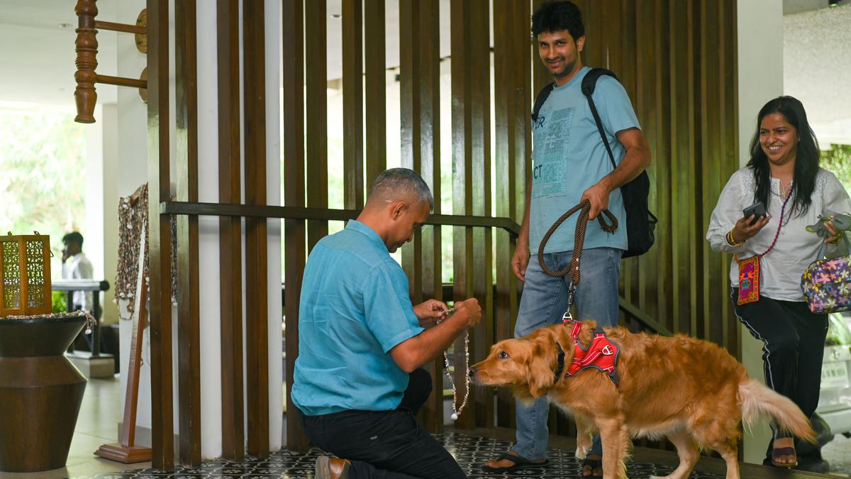Worried for your pets during Deepavali? Chennai hotels turn pet-friendly