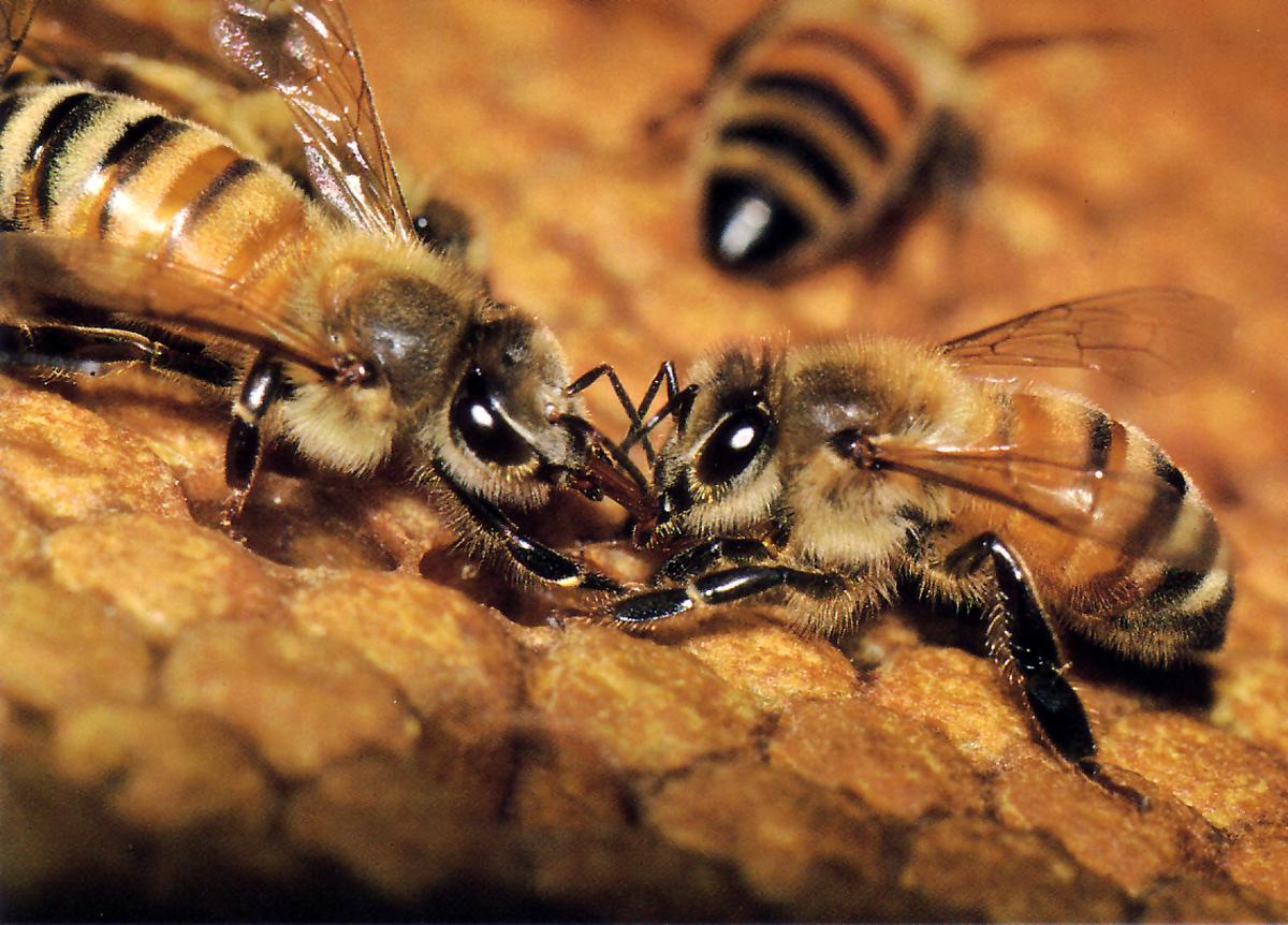 Worker bees transferring pollen