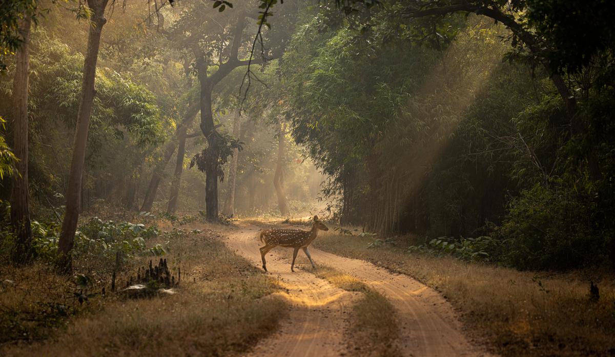 Tourists can take private and shared vehicle safaris at Bandhavgarh National Park