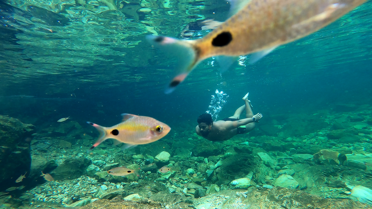 Swimming amidst fish in Chennai’s waterbodies. 