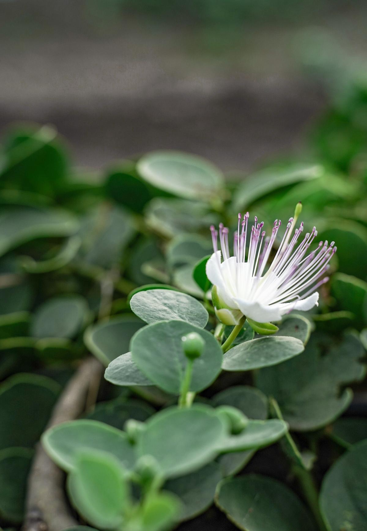 Behind India’s only caper farm The Hindu