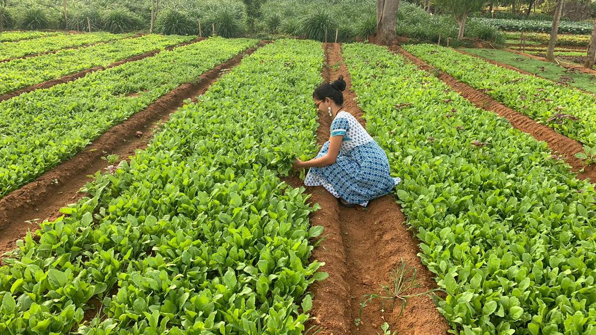 Three Karnataka farmers retailing farm-fresh value-added products