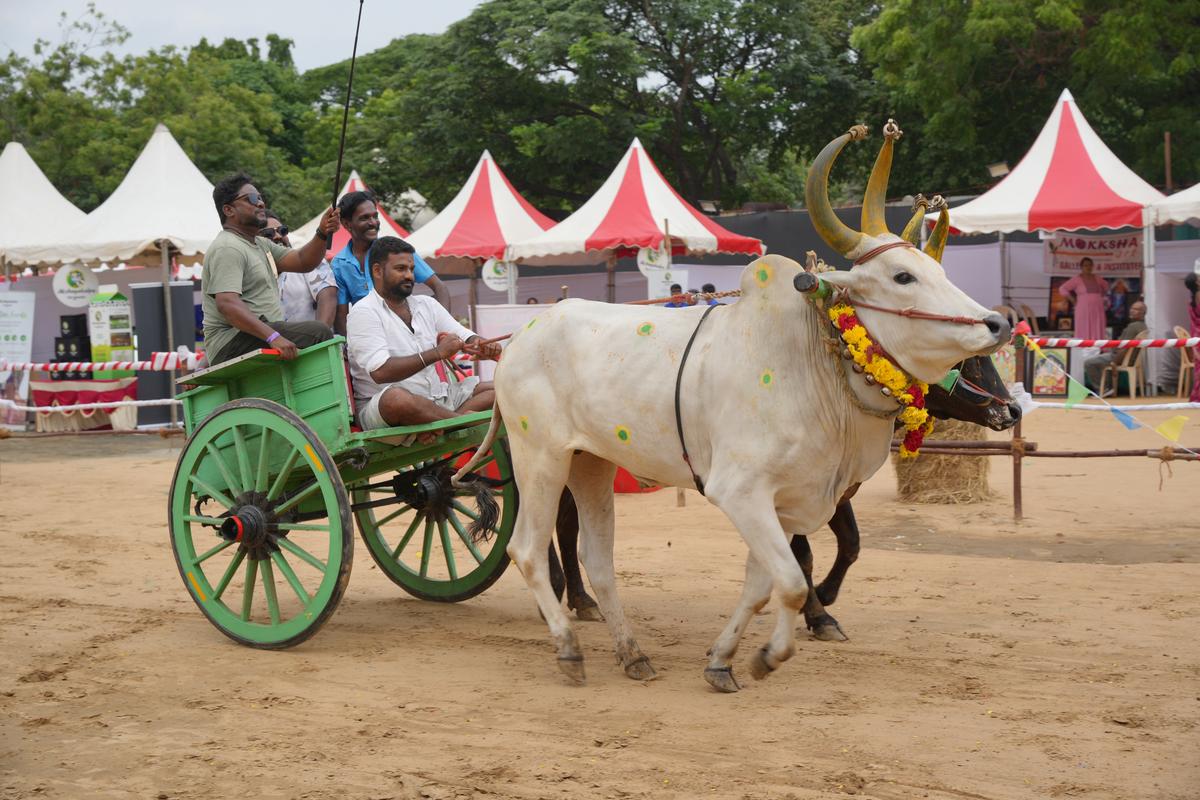 मवेशी एक्सपो 40 से अधिक देशी पशु नस्लों को एक साथ लाएगा