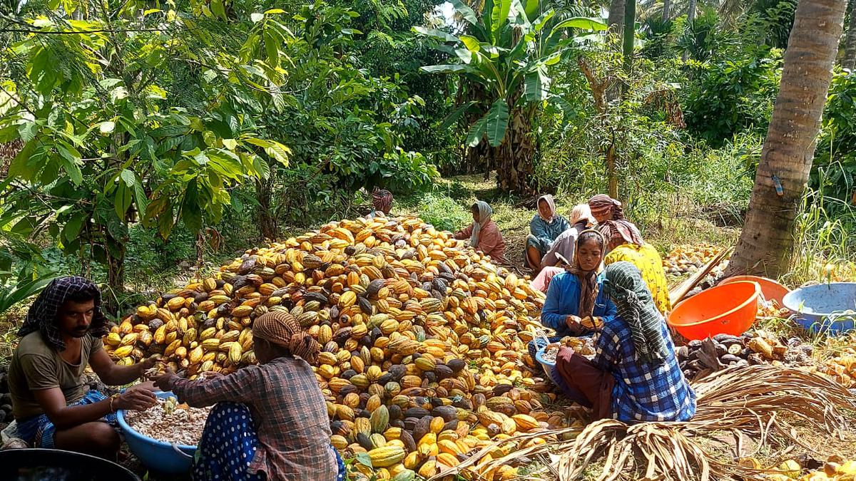 Bengaluru farmers set up a farm in a mall