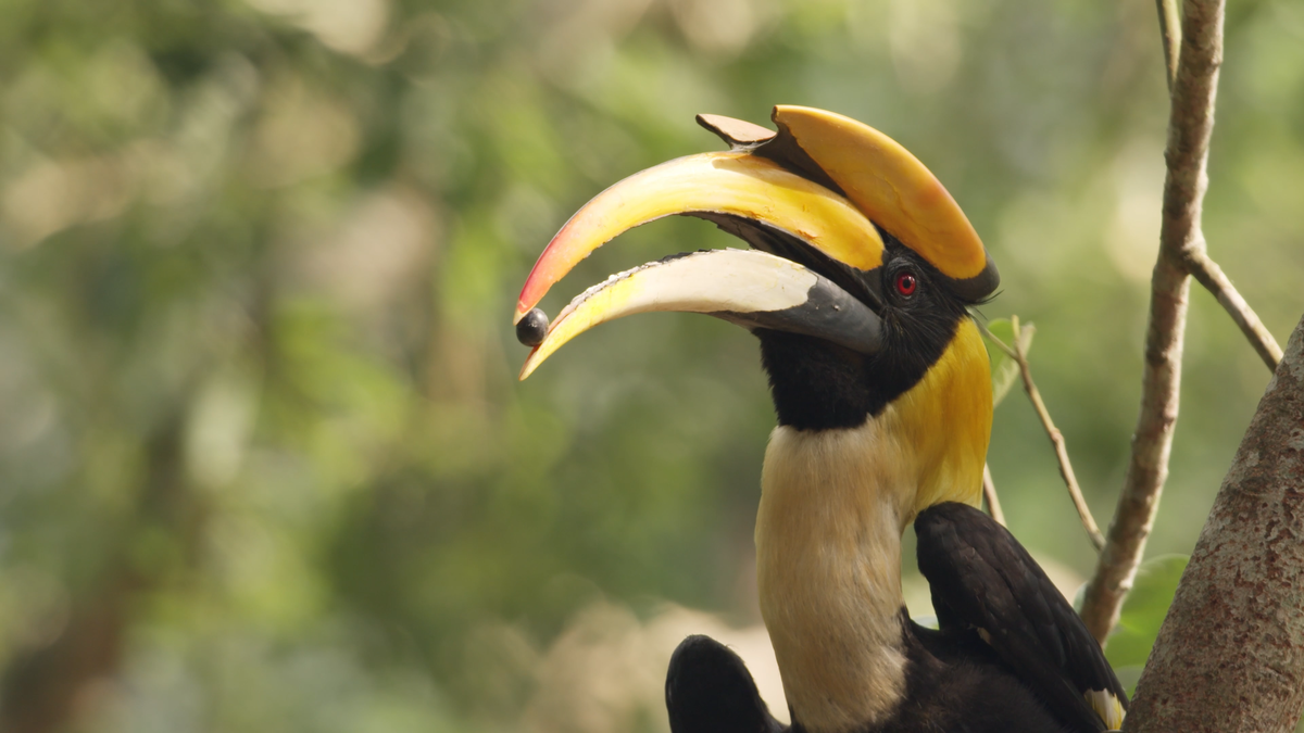 A still from Wild Tamil Nadu A still from Wild Tamil Nadu