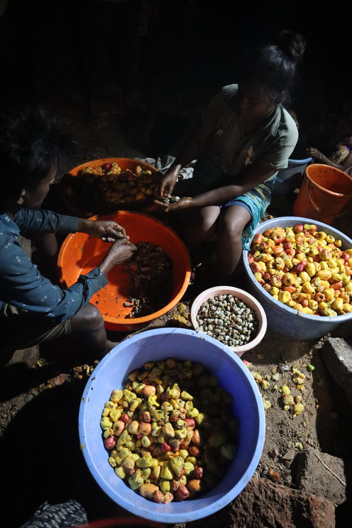 The feni-making process begins with the collection of cashews, which are then separated into the cashew apple and the cashew nuts