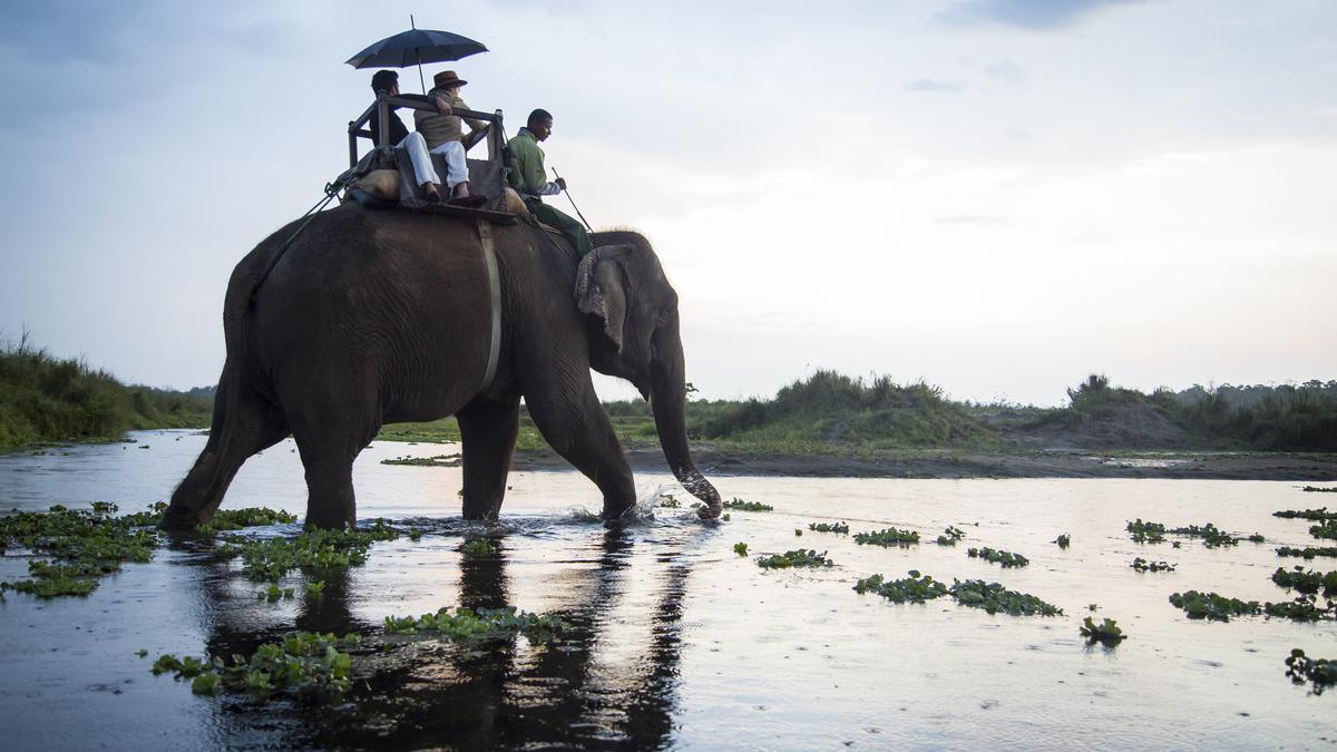 Luxury wildlife safaris to explore in India this summer
