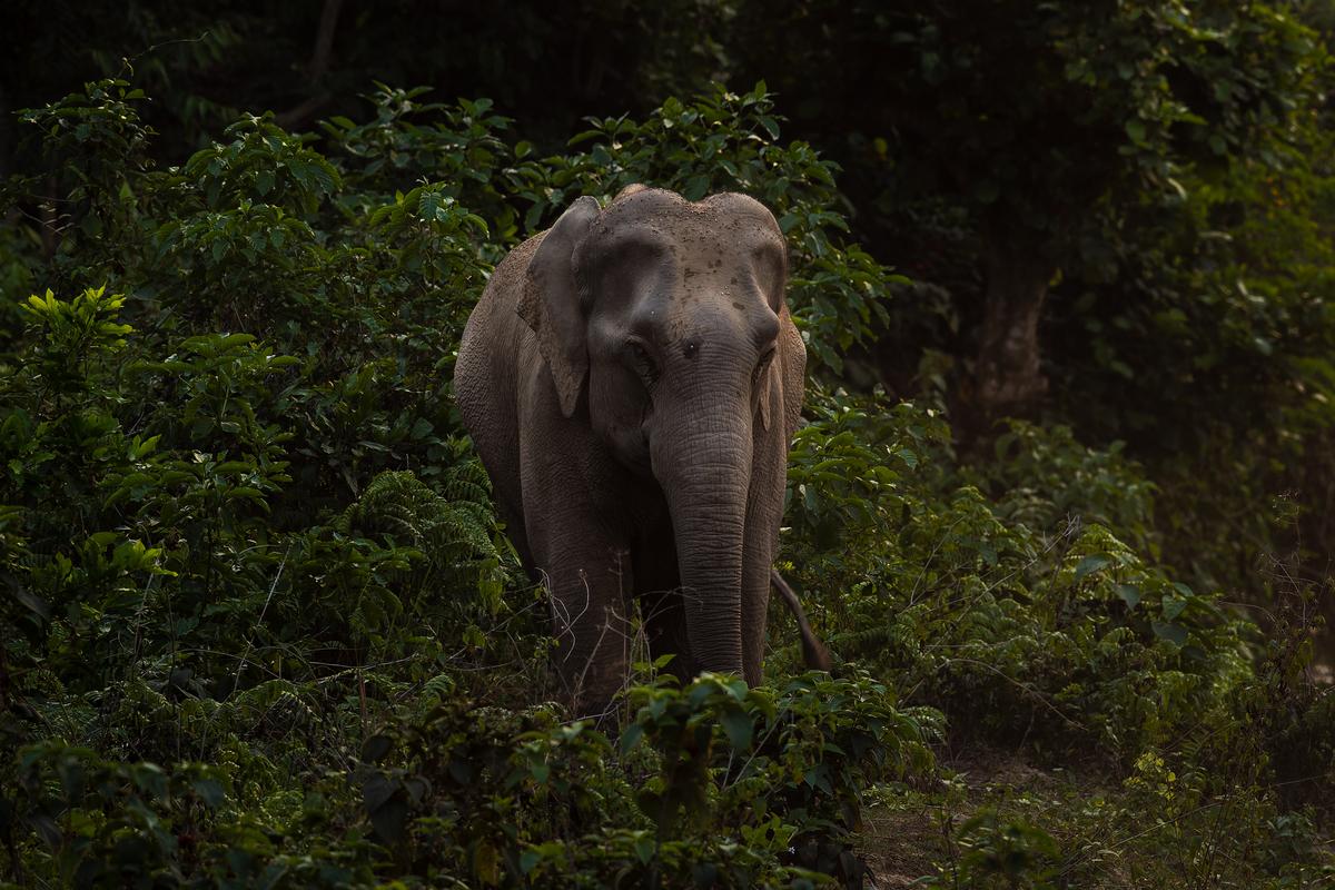 An elephant in the Rajaji National Park