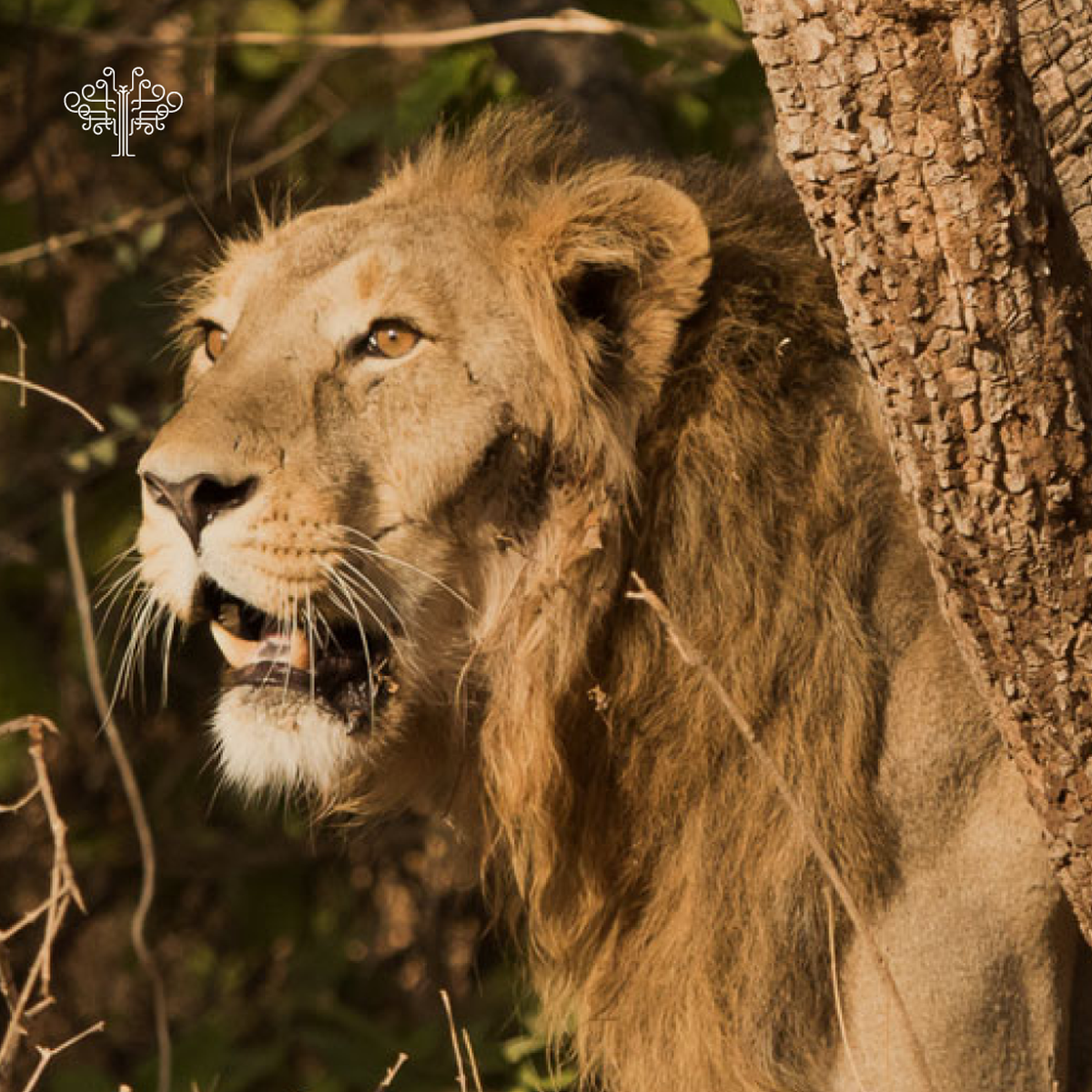 A lion at Gir National Park