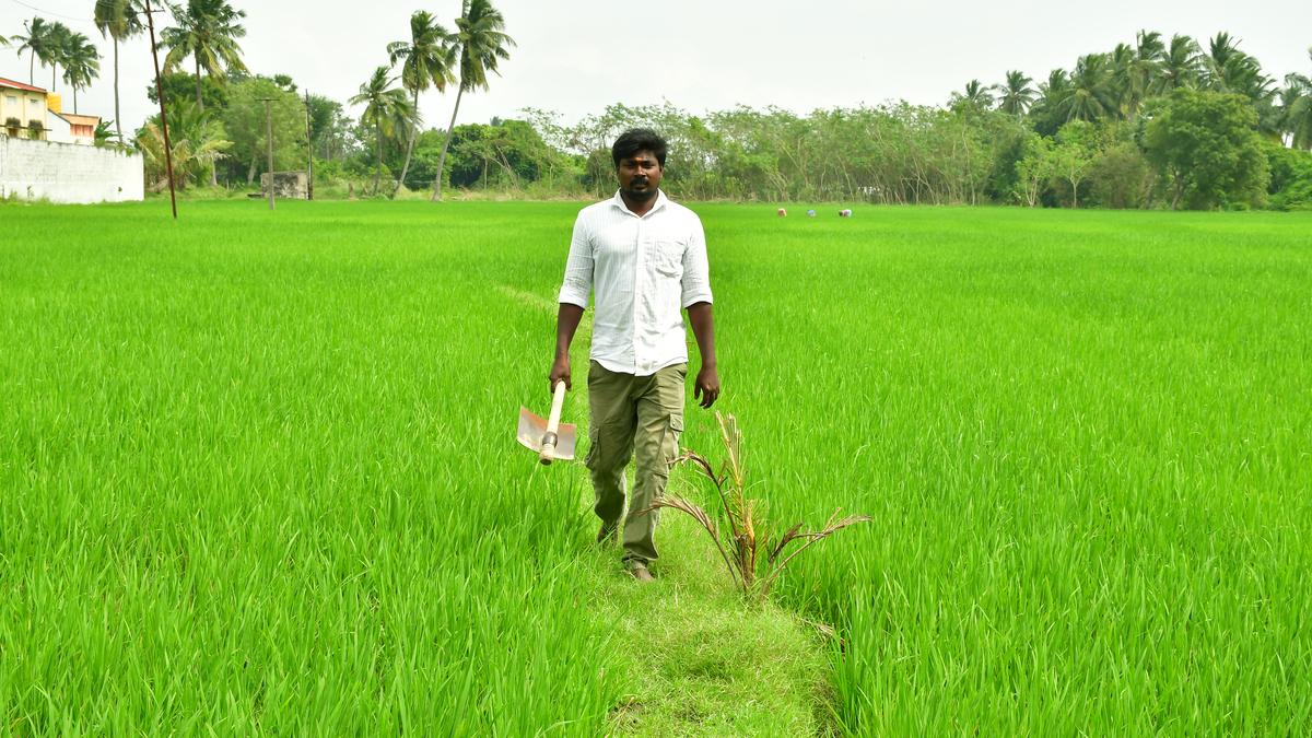 Tamil Nadu’s young organic farmers forge new paths