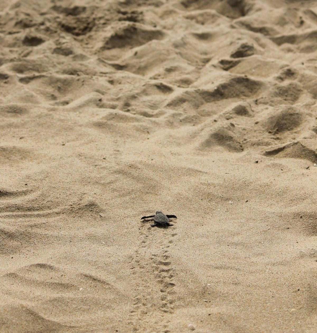  Left buried in open sand, the nests are vulnerable to predators such as dogs. 