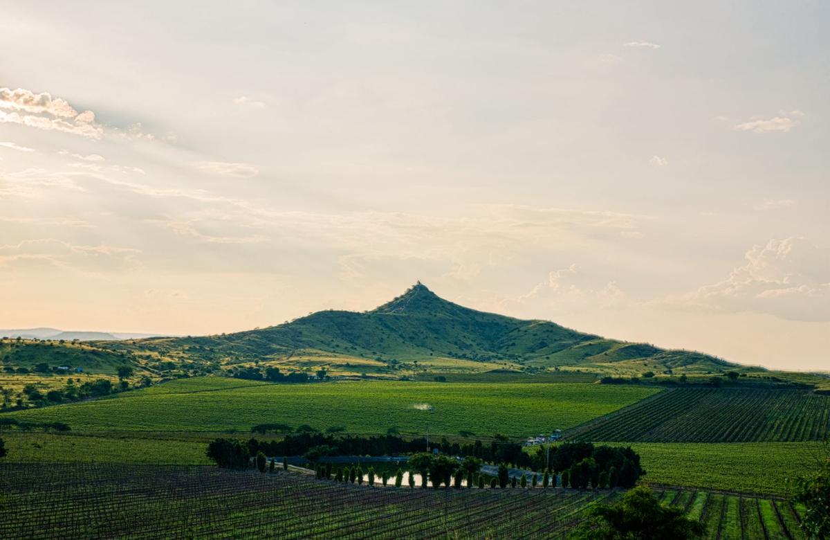 A view of the vast, rolling vineyards