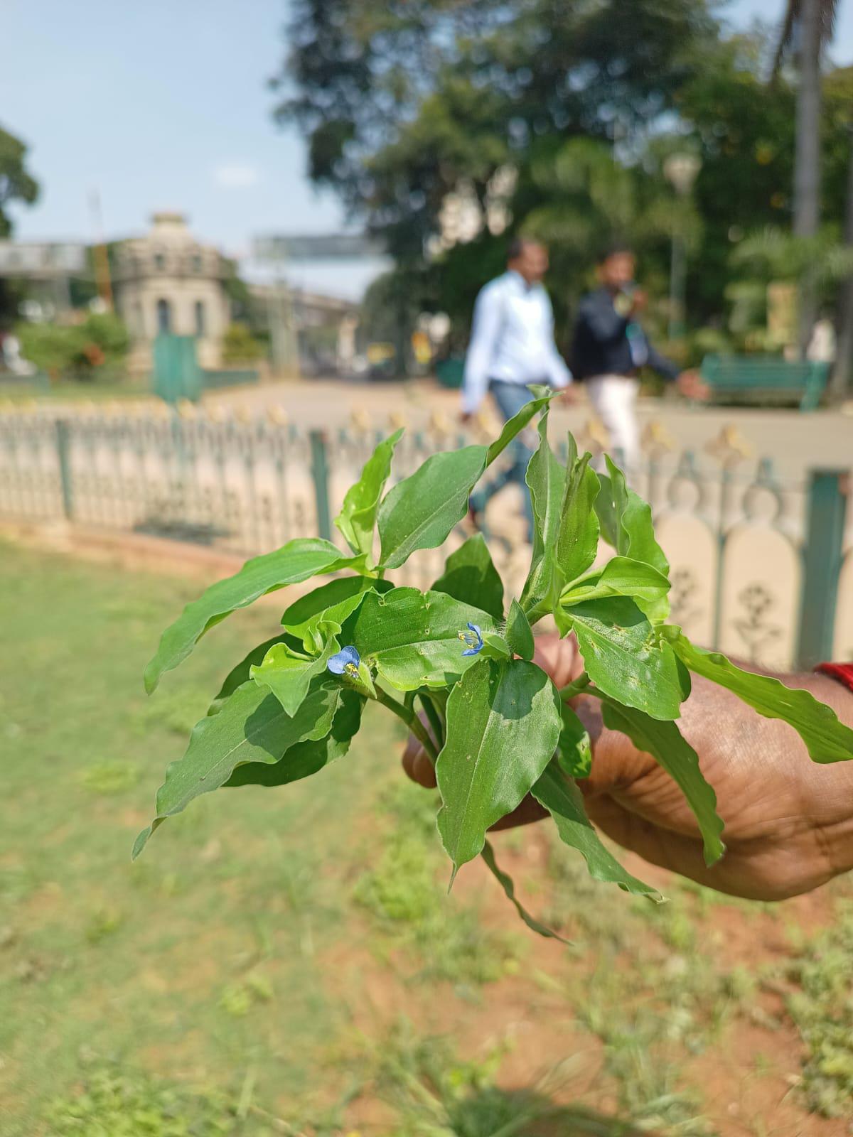 Kanne soppu in Lalbagh