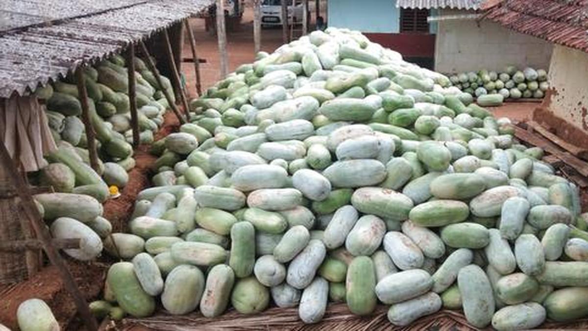 How farmers in Karnataka made Agre ka petha with ash gourd that they