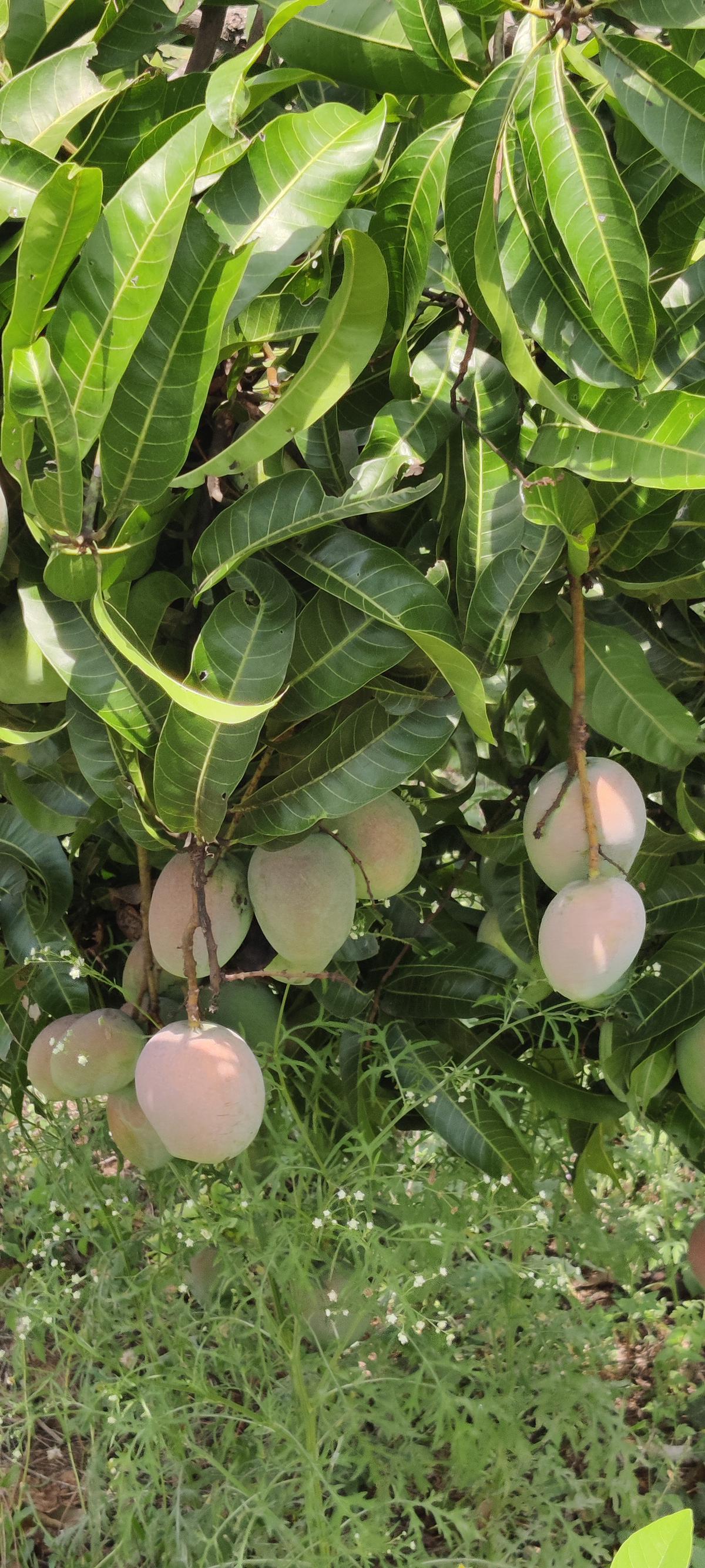 Where can you get organic mangoes in Tamil Nadu this season? Here is