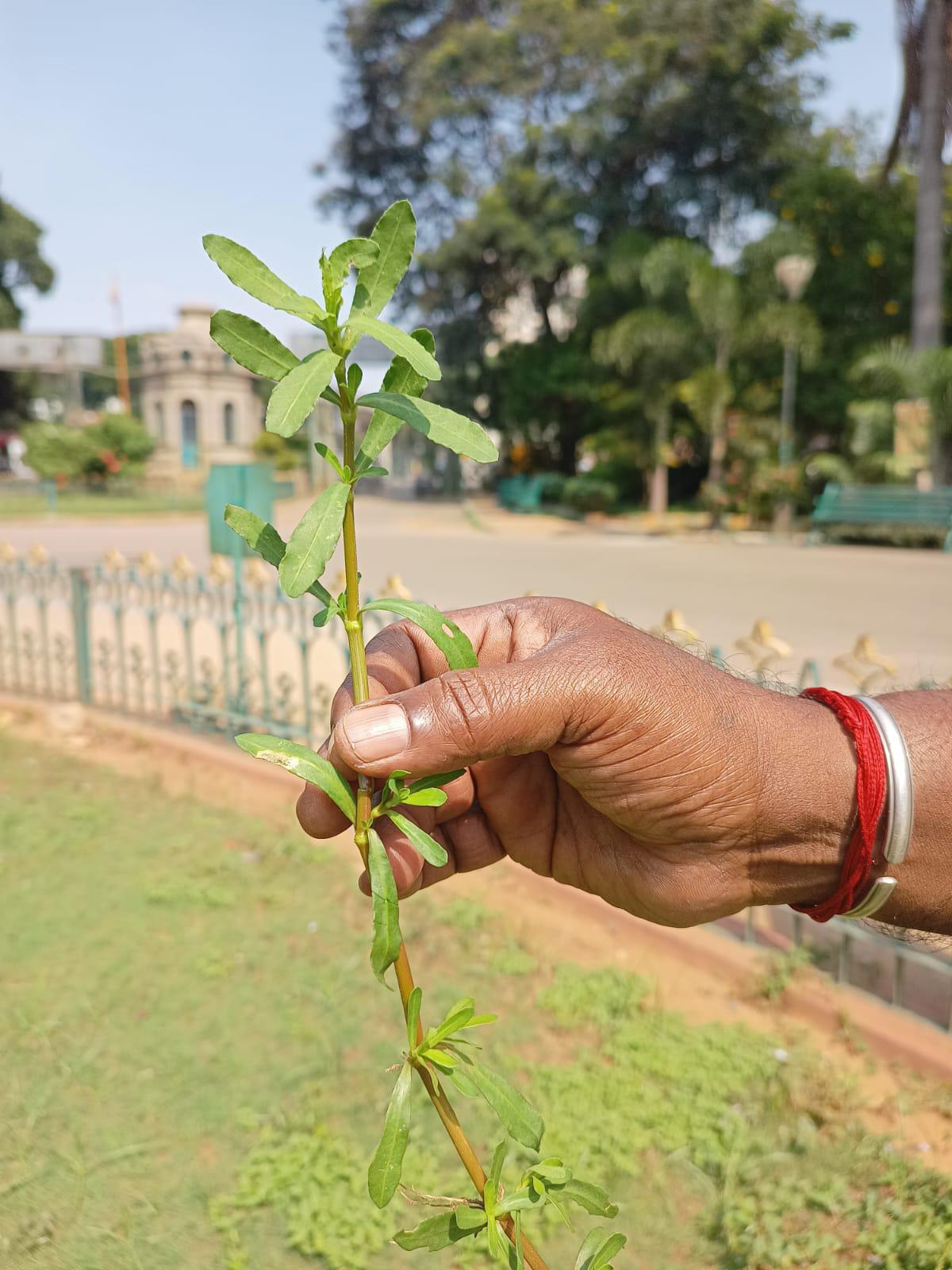 Neeruhoangane soppu in Lalbagh