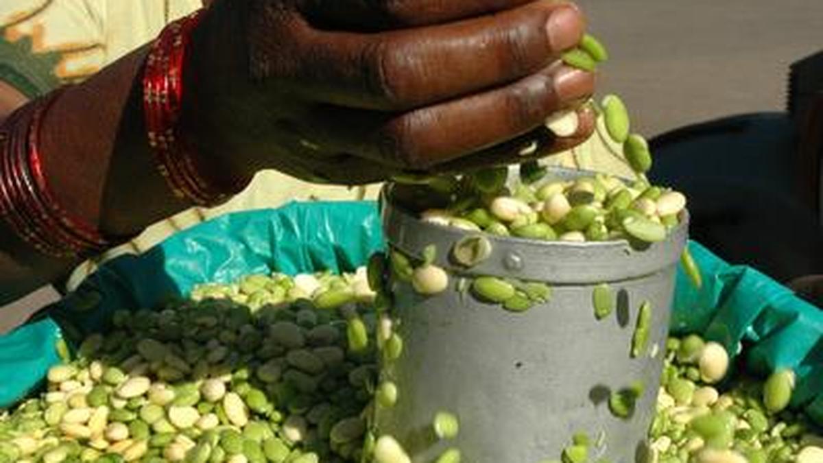 An ode to the common broad bean The Hindu