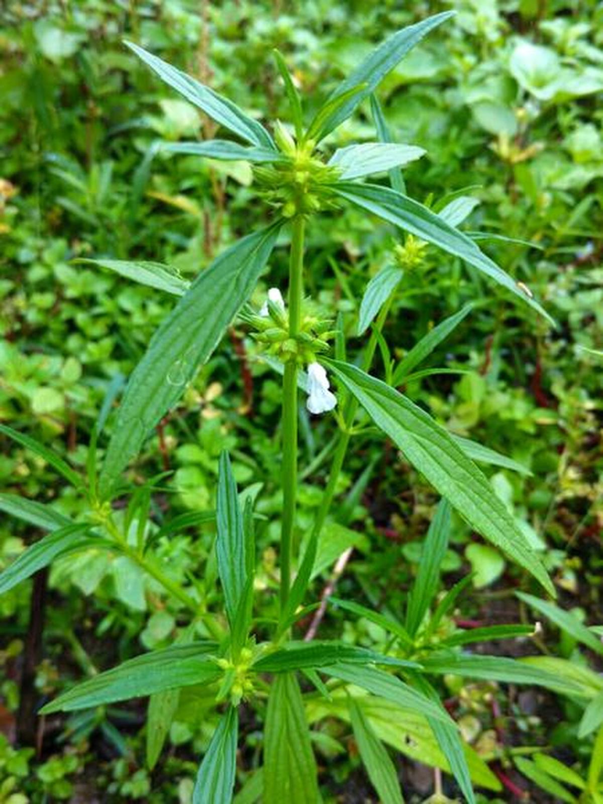 🍴 A weed that cures | Food - The Hindu