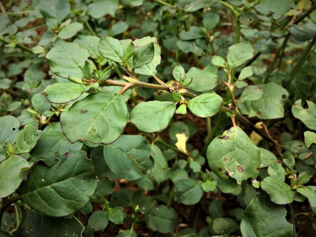 Purslane and its health benefits - The Hindu