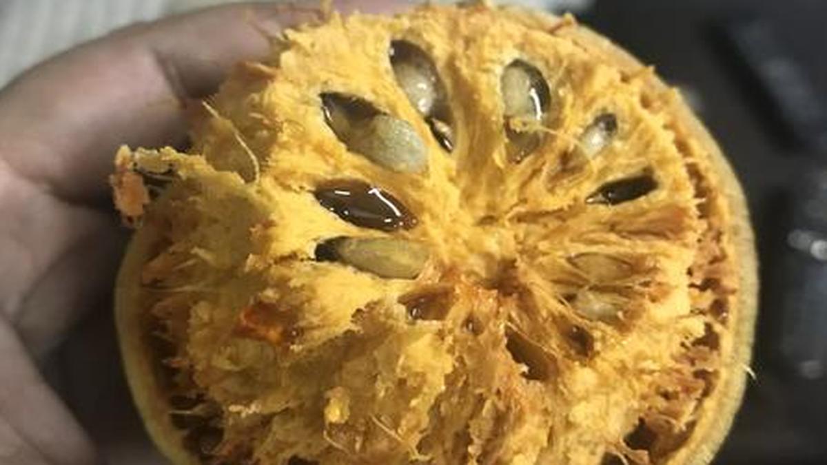 Had wood apple yet? The Hindu