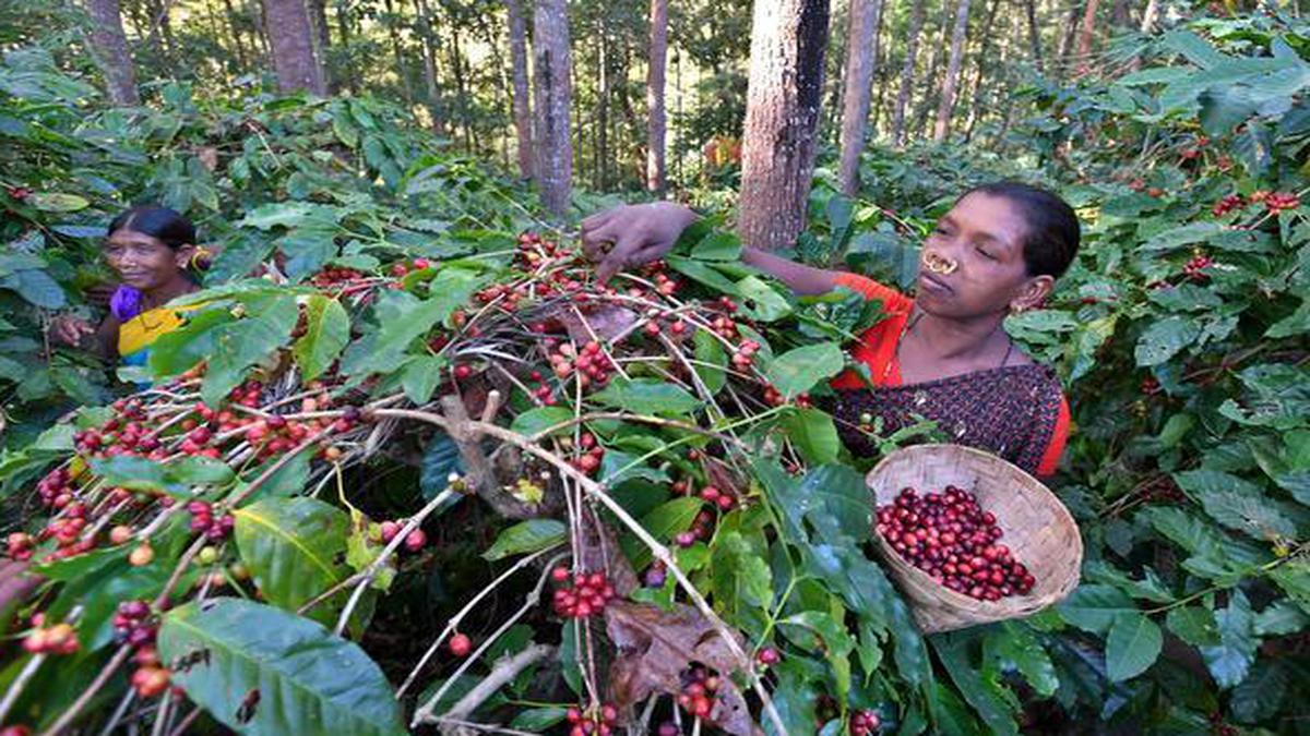 GI Tage for Araku Valley’s Arabica Coffee