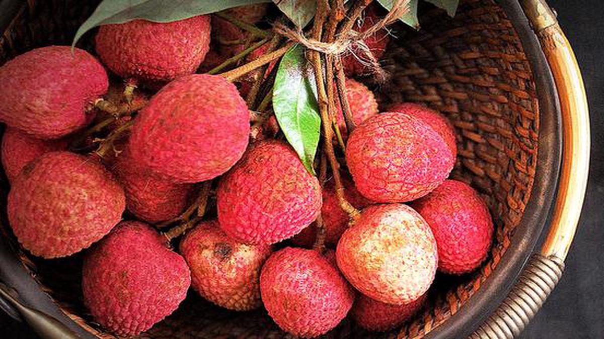 The Hindu Explains: How litchi toxin is causing the deaths of undernourished children in Muzaffarpur